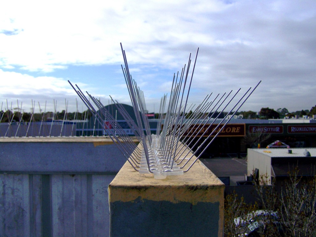 Stainless steel bird spikes installed along a Melbourne building parapet