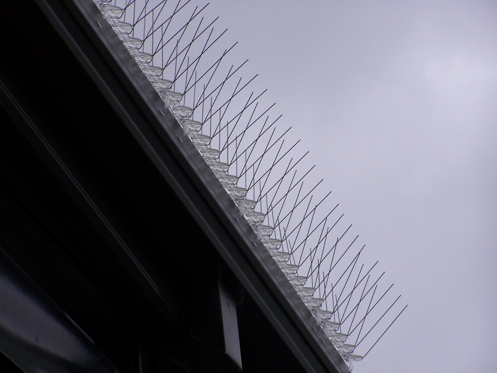 Stainless steel gutter spikes installed along a Melbourne roof gutter